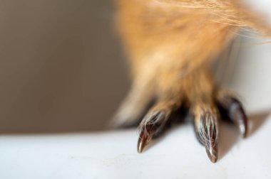Selective focus on guinea pig nails on front paw. . High quality photo