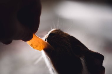 Guinea pig using front incisors to eat an orange in held by hand. . High quality photo