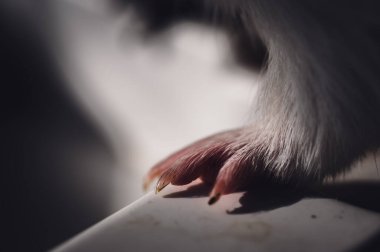 Selective focus on guinea pig nails on front paw. . High quality photo
