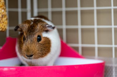 A potty trained guinea pig sitting litter pan in a corner. High quality photo
