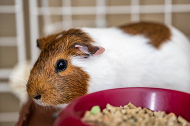 Guinea pig eating condensed fiber pellets from a food tray. High quality photo
