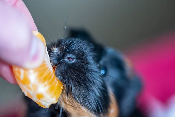 Guinea Pig Using Front Incisors Eat Orange Held Hand High — Stockfoto