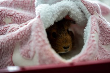 Guinea pig relaxing in a warm fleece hideout . High quality photo
