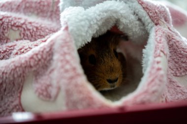 Guinea pig relaxing in a warm fleece hideout . High quality photo clipart