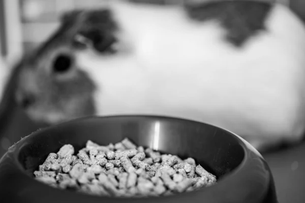 Guinea Pig Eating Condensed Fiber Pellets Food Tray High Quality — 스톡 사진