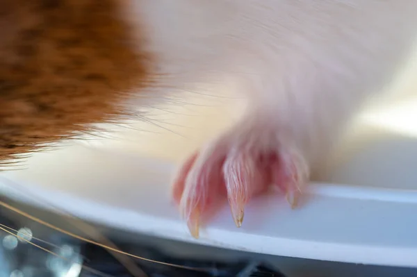 Selective Focus Guinea Pig Nails Front Paw High Quality Photo — ストック写真