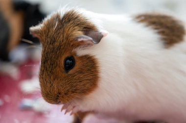 Guinea pig grooming herself by cleaning fur and whiskers. High quality photo