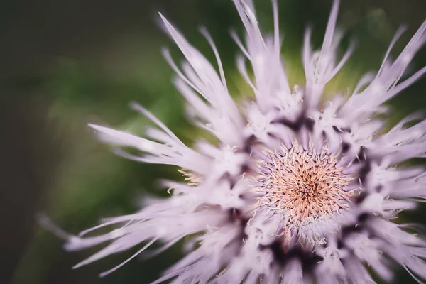 Macro Selective Focus Bloom Creeping Canadian Thistle High Quality Photo — 스톡 사진