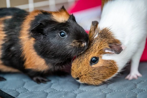 bonded pair of Guinea pigs standing next to each other. High quality photo