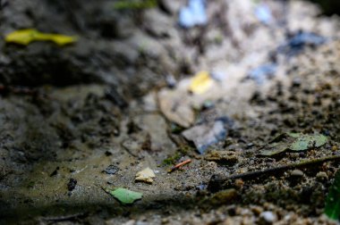 Native American Indian bird point arrowhead in creek bed . High quality photo