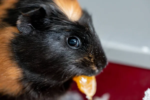 Guinea Pig Using Front Incisors Eat Orange Held Hand High — Photo