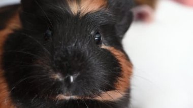 guinea pig making sounds while staying in one place. High quality 4k footage