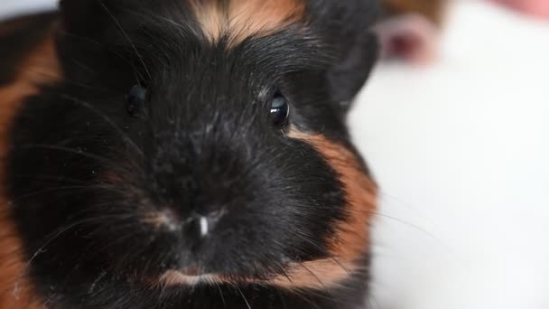 Guinea Pig Making Sounds While Staying One Place High Quality — Video Stock
