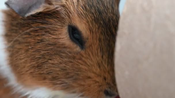 Guinea Pig Making Sounds While Staying One Place High Quality — Vídeo de stock