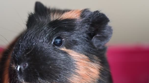 Guinea Pig Making Sounds While Staying One Place High Quality — 图库视频影像