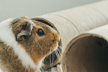 Karton tüple oynayan meraklı bir kobay faresi. Yüksek kalite fotoğraf