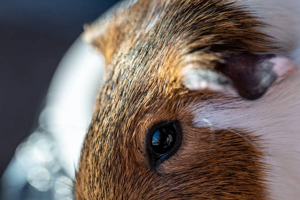 カメラに向かってギニア豚の目に選択的な焦点を当てます 高品質の写真 — ストック写真