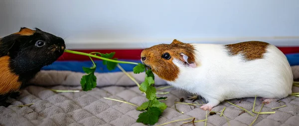 Bonded pair of guinea pigs fighting over food by trying to pull it away. High quality photo