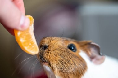 Guinea pig using front incisors to eat an orange in held by hand. . High quality photo