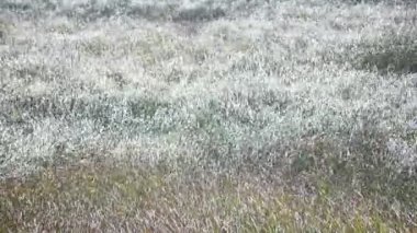 Rüzgâr, eğildikçe çayırlarda dalgalara neden olur. Yüksek kalite 4k görüntü