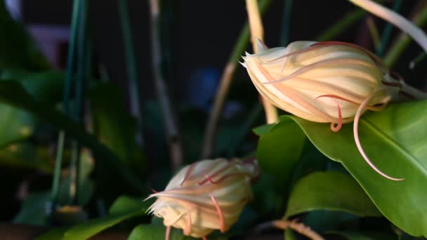 Time Lapse Night Blooming Cereus Closed Fully Open Images Haute — Video