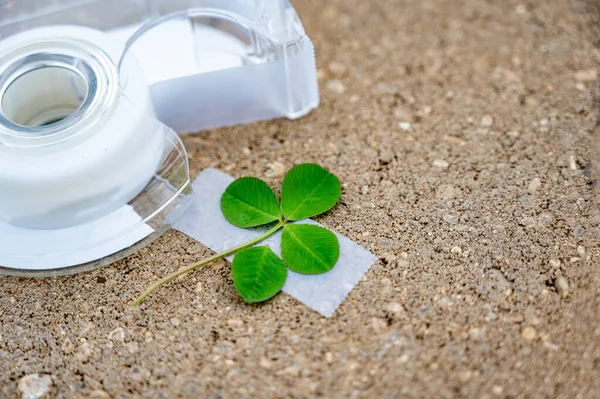 4-leaf clover made by taping on an additional leaf, a traditional good luck charm. High quality photo