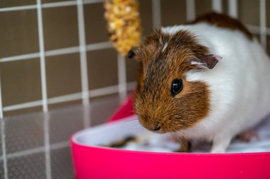 A potty trained guinea pig sitting litter pan in a corner. High quality photo
