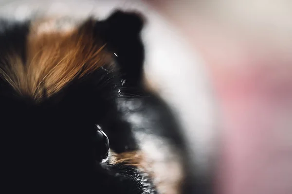 stock image Selective focus on Guinea pig eye looking towards camera. High quality photo