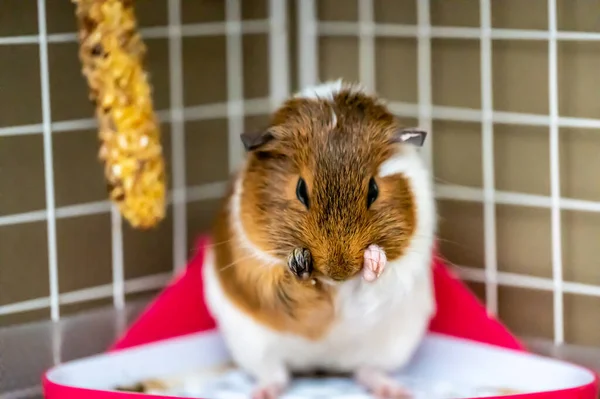 Guinea Pig Grooming Herself Cleaning Fur Whiskers High Quality Photo — Foto Stock