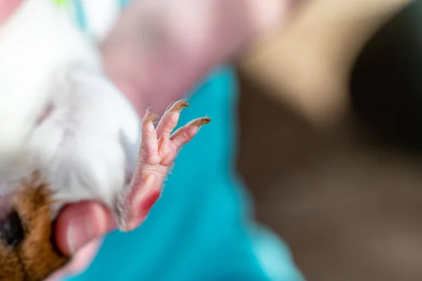 Selective Focus Foot Pads Nails Guinea Pig Back Paw High — Stock Photo, Image