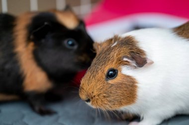 bonded pair of Guinea pigs standing next to each other. High quality photo clipart