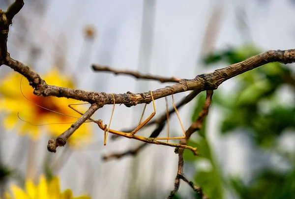 Walking Stick Insect Trying Blend Camouflage Tree Branch Stick High — Stock Photo, Image