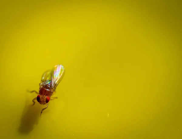 Macro of a single fruit fly caught on a sticky paper trap. High quality photo