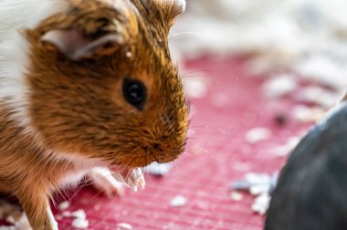 Guinea pig grooming herself by cleaning fur and whiskers. High quality photo