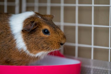 A potty trained guinea pig sitting litter pan in a corner. High quality photo