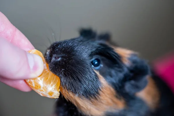 Guinea Pig Using Front Incisors Eat Orange Held Hand High — Stockfoto