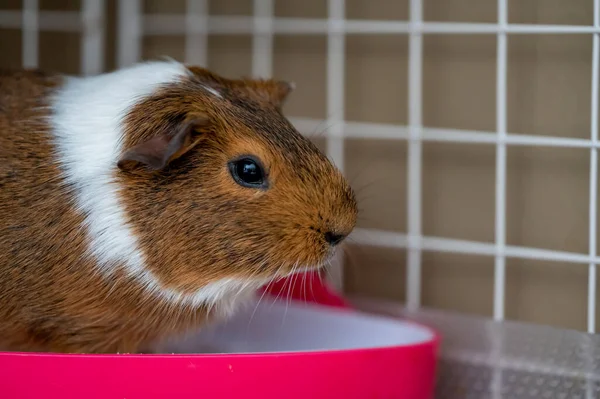 Potty Trained Guinea Pig Sitting Litter Pan Corner High Quality — Foto Stock
