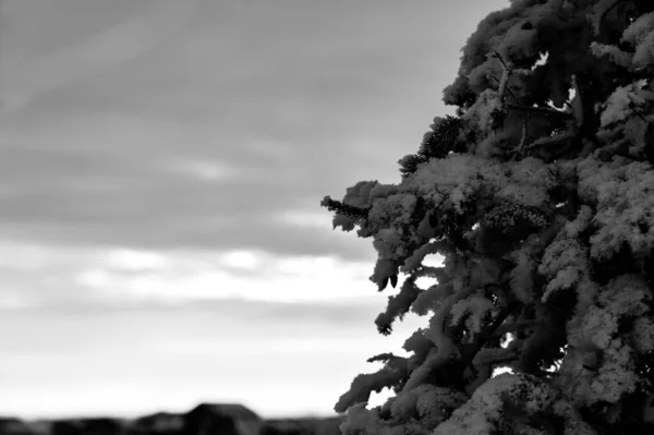 Βαρύ Χιόνι Που Βαραίνει Κλαδιά Πεύκων Νωρίς Πρωί Υψηλής Ποιότητας — Φωτογραφία Αρχείου