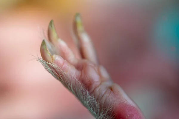 Επιλεκτική Εστίαση Στα Πέλματα Και Νύχια Ενός Ποδιού Ινδικού Χοιριδίου — Φωτογραφία Αρχείου