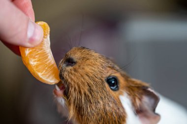 Guinea pig using front incisors to eat an orange in held by hand. . High quality photo