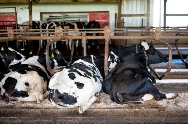 Holstein mandıra inekleri rahatça serbest ahırda uzanıyorlar. - Evet. Yüksek kalite fotoğraf