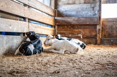 Holstein 'in sütten kesilmiş buzağıları talaş ve saman üzerine bir kalem bırakıyor. - Evet. Yüksek kalite fotoğraf