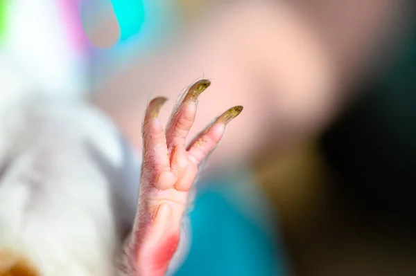 Επιλεκτική Εστίαση Στα Πέλματα Και Νύχια Ενός Ποδιού Ινδικού Χοιριδίου — Φωτογραφία Αρχείου