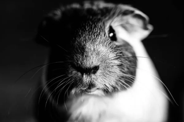 一只美国品种的豚鼠选择性地聚焦在鼻子上 看着摄像机 是的高质量的照片 — 图库照片