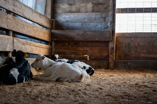 stock image Weaned Holstein dairy calves laying a pen on sawdust and straw. . High quality photo