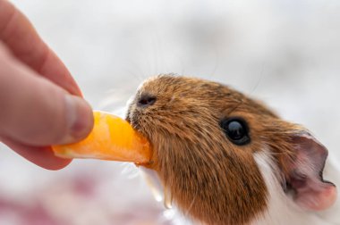 Guinea pig using front incisors to eat an orange in held by hand. . High quality photo