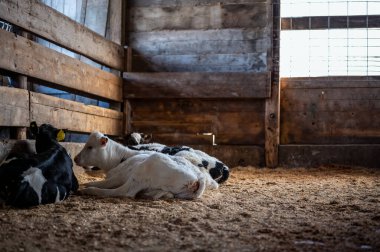 Holstein 'in sütten kesilmiş buzağıları talaş ve saman üzerine bir kalem bırakıyor. - Evet. Yüksek kalite fotoğraf