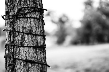 LED yılbaşı ışıkları yıl boyunca açık bir ağaçta kalmış. - Evet. Yüksek kalite fotoğraf