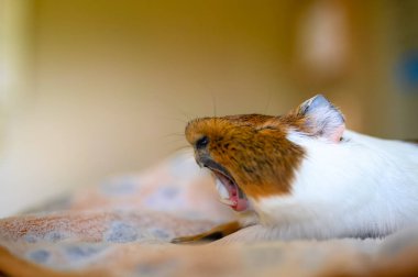 Side view of a tired Guinea pig laying on a blanket while stretching and yawning. High quality photo clipart