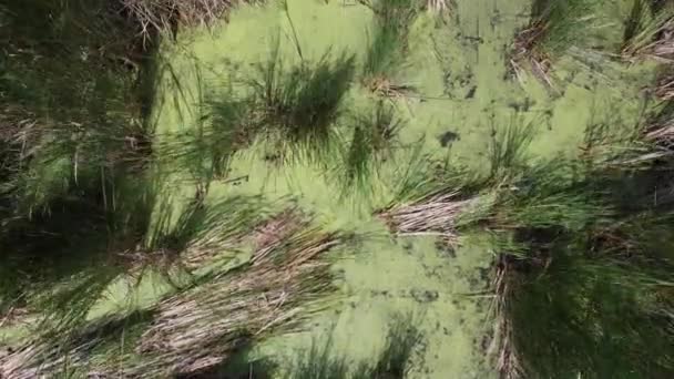 Drohnenblick Über Sumpffeuchtgebiete Und Rohrkolben Einem Entwässerungsgebiet Zwischen Wohnsiedlungen Hochwertiges — Stockvideo
